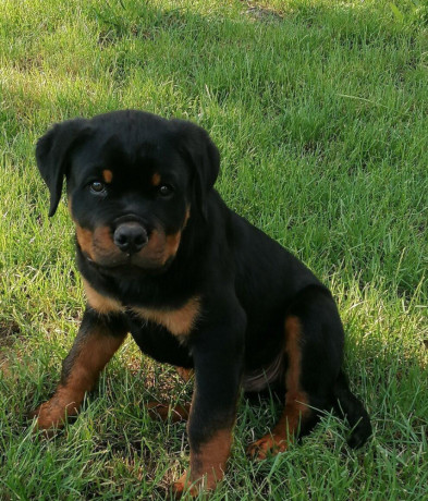 rottweiler-steniatka-big-3