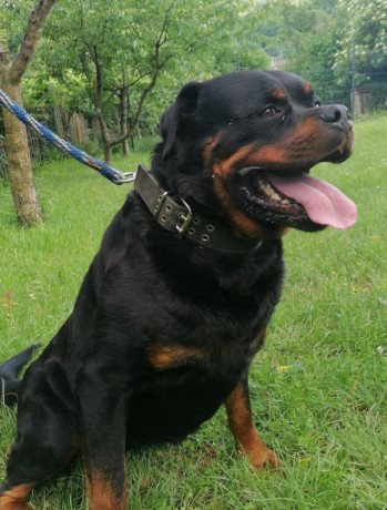 rottweiler-steniatka-big-2