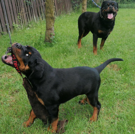 rottweiler-steniatka-big-1