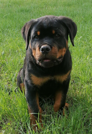 rottweiler-steniatka-big-4