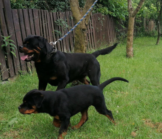 rottweiler-steniatka-big-0