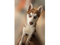 husky-na-predaj-small-0