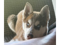 husky-na-predaj-small-1