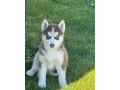 husky-na-predaj-small-2