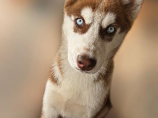 husky-na-predaj
