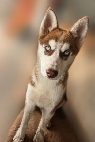 husky-na-predaj-big-0