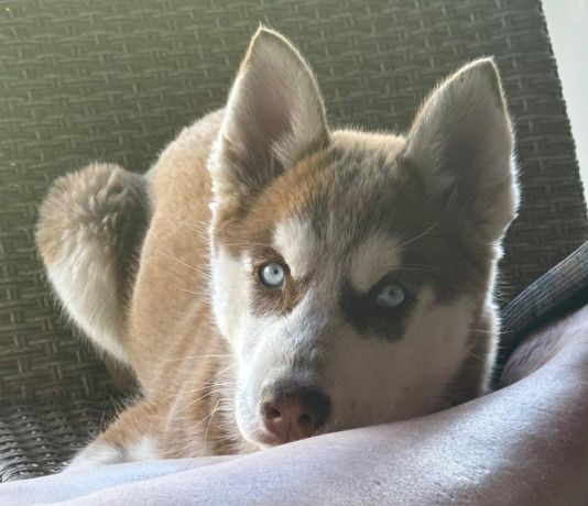husky-na-predaj-big-1