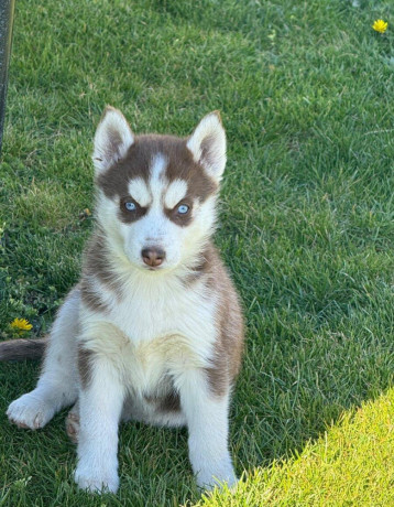 husky-na-predaj-big-2