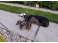 jazvecik-trpazlici-small-4