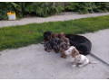 jazvecik-trpazlici-small-3