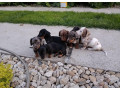 jazvecik-trpazlici-small-2