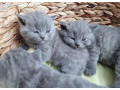 britske-maciatka-small-0