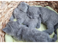 britske-maciatka-small-4