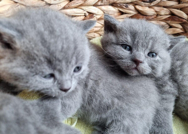 britske-maciatka-big-3
