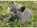 britske-maciatka-small-3