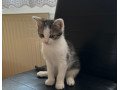 darujem-kocurika-do-dobrych-ruk-small-0