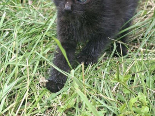 maciatko