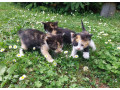 darujeme-maciatka-small-1