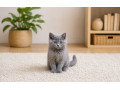 britske-maciatka-small-0