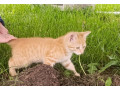 rysave-maciatko-small-1