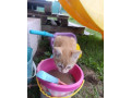 rysave-maciatko-small-3
