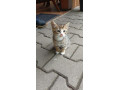 maciatka-small-0