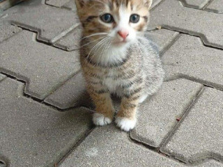maciatka