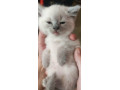 ragdoll-small-0