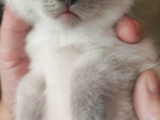 ragdoll