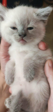 ragdoll-big-0
