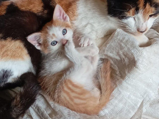 maciatka