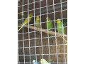 mlade-andulky-small-3