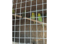 mlade-andulky-small-4