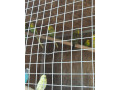 mlade-andulky-small-2