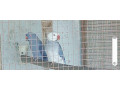 ptedam-akexandre-male-small-0
