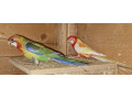 rozela-small-1