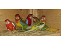 rozela-small-2