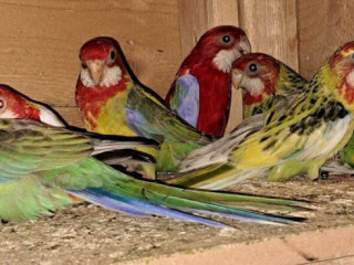 rozela