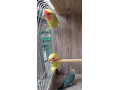 agapornis-ruzovohrdly-small-0