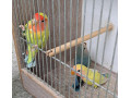 agapornis-ruzovohrdly-small-1