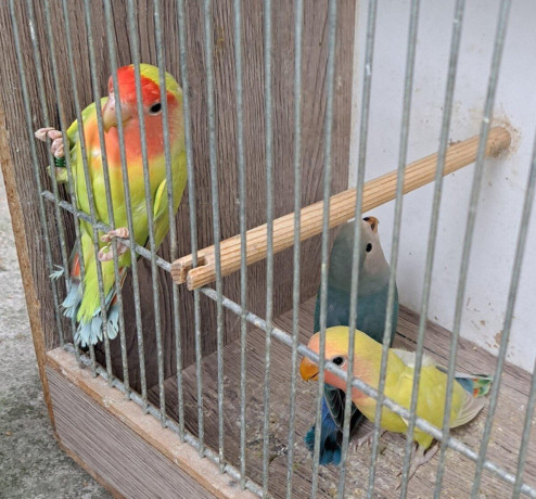 agapornis-ruzovohrdly-big-1