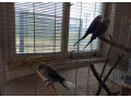 ciernokridle-andulky-blackwings-blackwing-bw-small-2