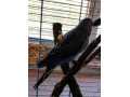 ciernokridle-andulky-blackwings-blackwing-bw-small-3