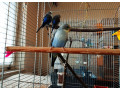 ciernokridle-andulky-blackwings-blackwing-bw-small-1