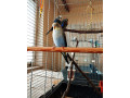 ciernokridle-andulky-blackwings-blackwing-bw-small-0