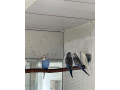 predam-andulky-small-3