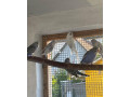 predam-andulky-small-1