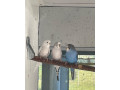 predam-andulky-small-0