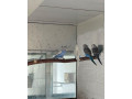 predam-andulky-small-4