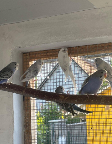 predam-andulky-big-1